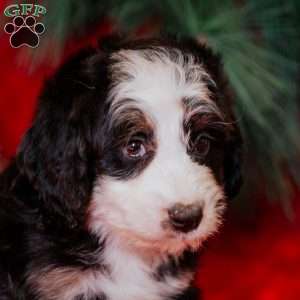 Whooper, Mini Bernedoodle Puppy